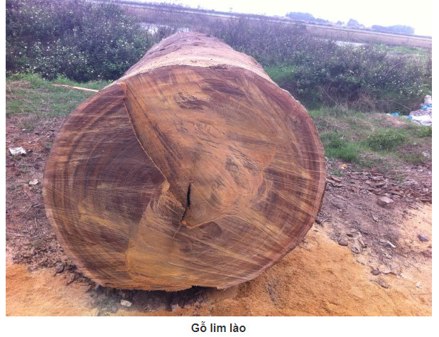Thân Gỗ Lim Lào mới được khai thác
