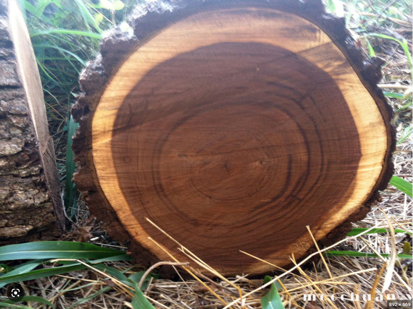 Thân gỗ Óc Chó vừa khai thác